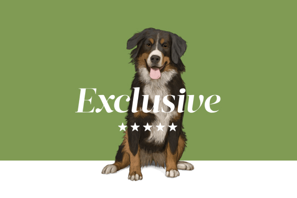 dog-exclusive