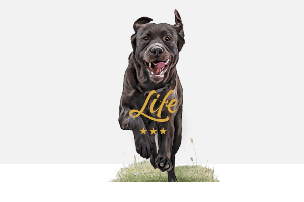dog-lite